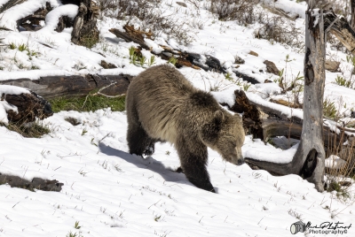 Grizzly Snow YNP May 2025